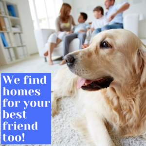 Great Homes In Charlotte: Pet-Friendly Realtors