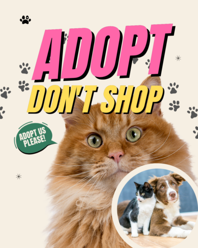 Adopt don't shop for your pets