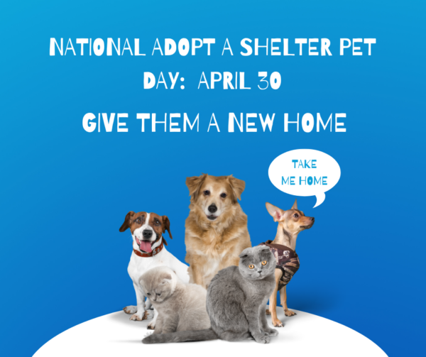 April 30 is adopt a shelter pet day. Where to adopt in Charlotte, NC