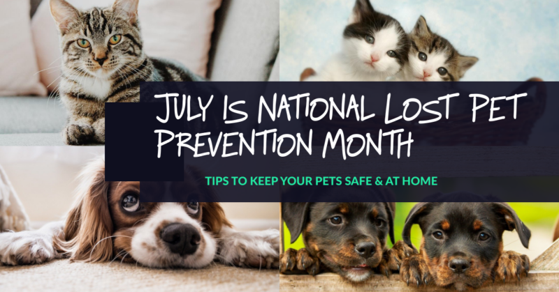 July is Lost Pet Prevention Month