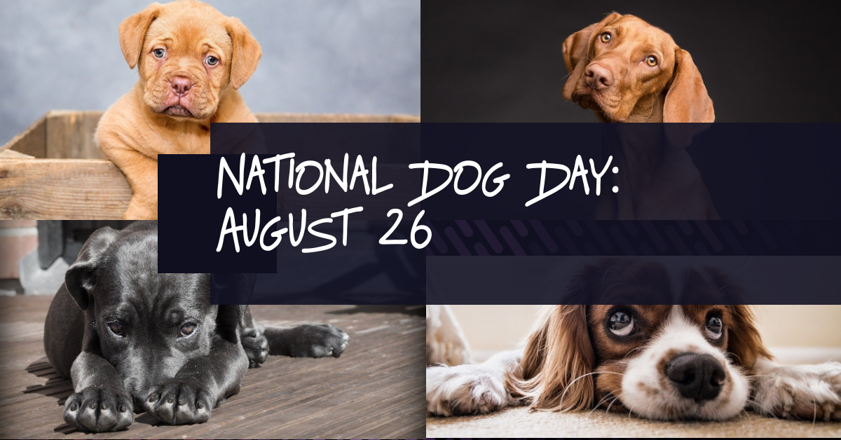 Happy National Dog Day 2024!