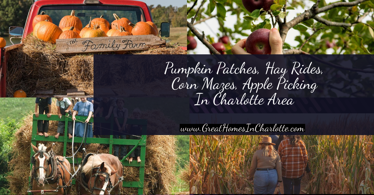 Charlotte Pumpkin Patches, Apple Picking, Corn Mazes, Hay Rides