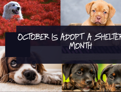 Fall For A Dog This Fall! October Is National Adopt A Shelter Dog Month