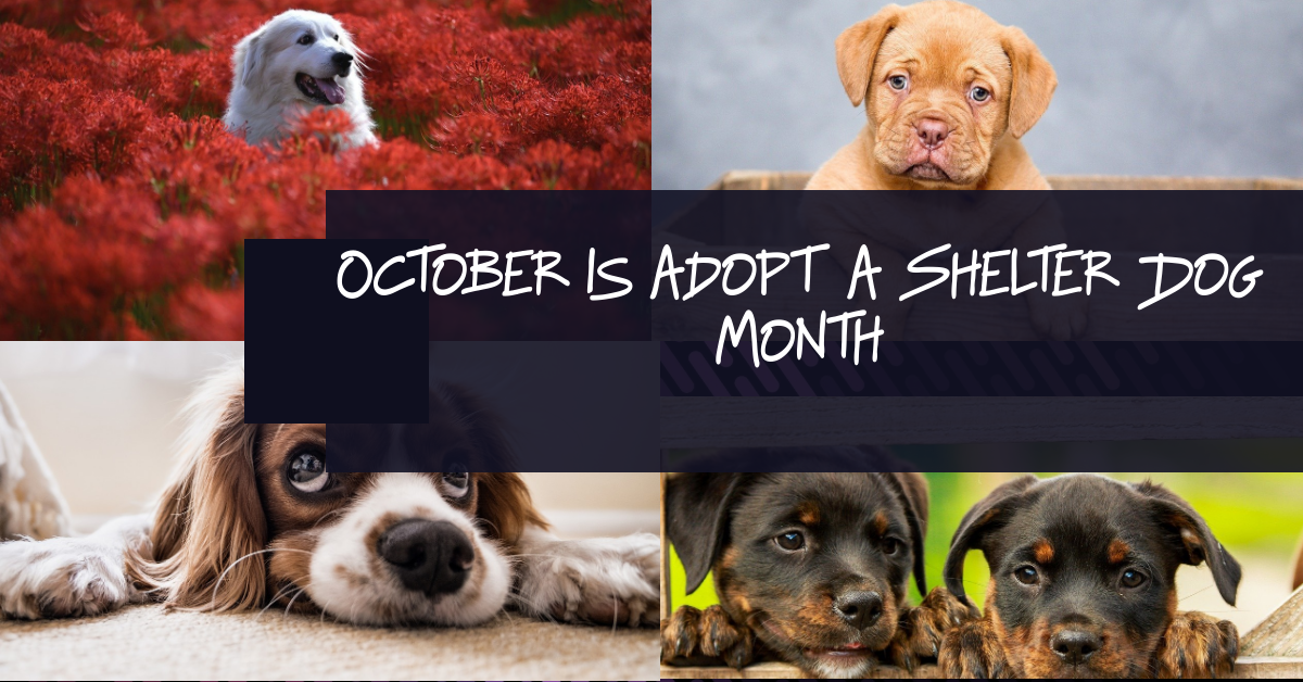 Fall For A Dog This Fall! October Is National Adopt A Shelter Dog Month