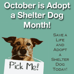 Save a life and adopt a dog during October's Adopt A Shelter Pet Month