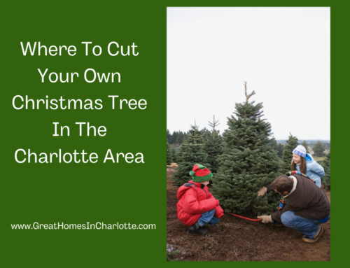 Cut Your Own Christmas Tree In Charlotte