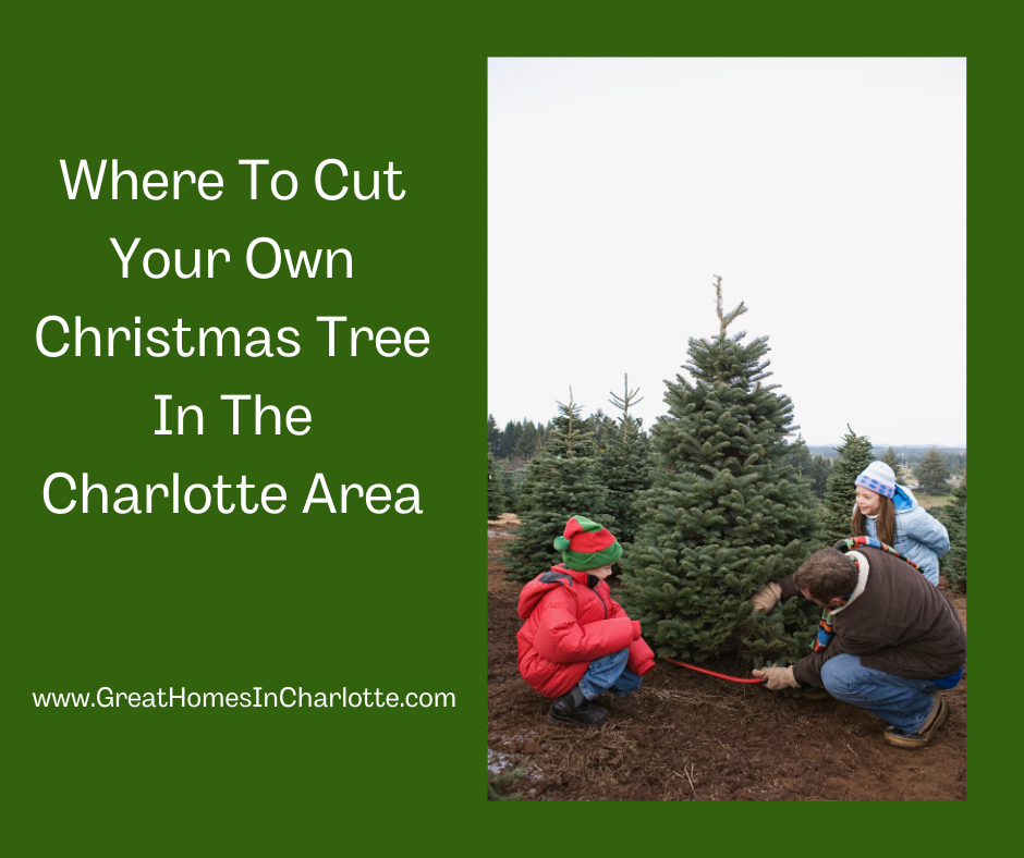 Cut Your Own Christmas Tree In Charlotte